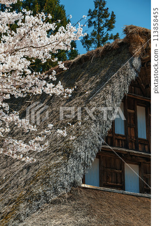 Spring scenery at the World Heritage site of Suganuma Gassho-style Village Spring scenery at the World Heritage site of Suganuma Gassho-style Village 113858455
