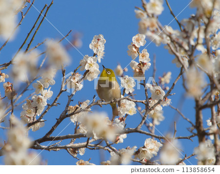 Meiro stopping in a plum tree 113858654
