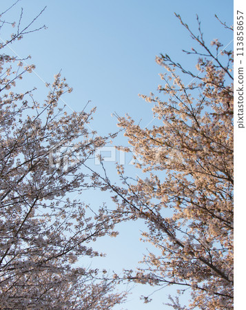 Cherry blossoms in full bloom shining in the blue sky Cherry blossoms in full bloom shining in the blue sky 113858657