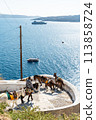 The donkey of Santorini 113858724