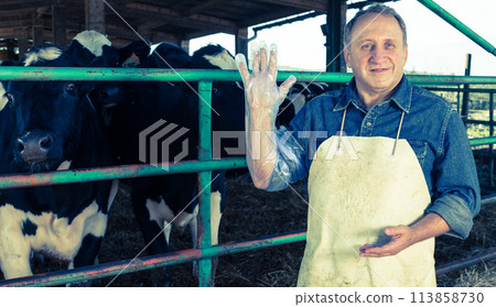 Veterinarian wears long glove to inspect cows Veterinarian wears long glove to inspect cows 113858730