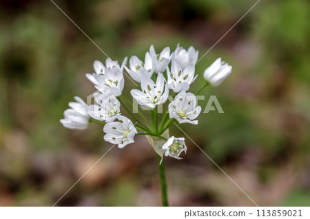 Pretty anemone flowers [Early] 113859021