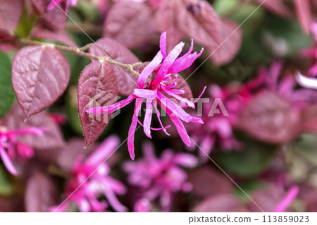 A variety of Japanese witch hazel, the red flower of red witch hazel 113859023
