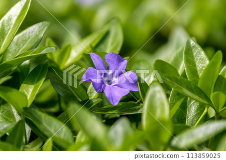 Periwinkle, an evergreen vine plant 113859025