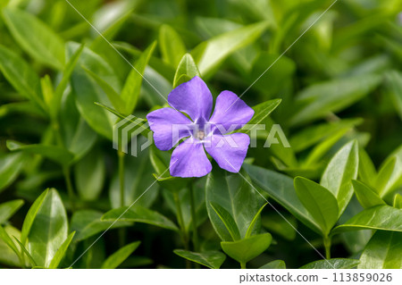 長春花，一種常綠藤本植物 113859026