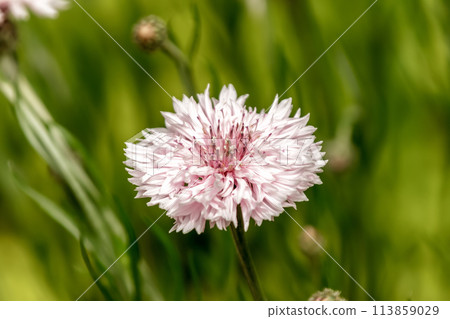 粉紅色矢車菊，有時稱為矢車菊 113859029