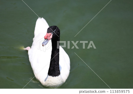 The black neck and White goose in river The black neck and White goose in river 113859575