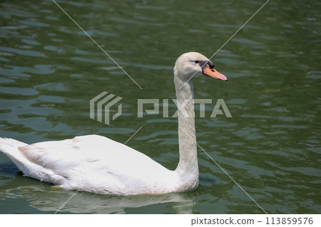 Close up White swan is cute in river Close up White swan is cute in river 113859576