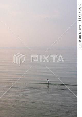 Heron against soft hues of foggy dawn on Lake Garda 113859620