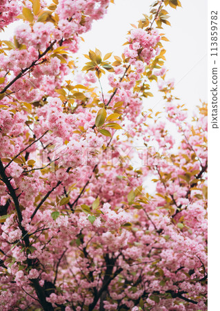 Cherry blossom in spring. Spring background with a branch of blooming sakura. Tenderness. Perfumery concept. Nature banner 113859782