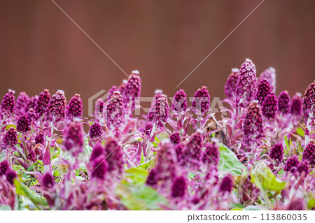 Wild purple flowers are over blurred background. Petasites hybridus, 113860035