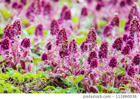 Purple flowers grow on a spring meadow. Petasites hybridus Purple flowers grow on a spring meadow. Petasites hybridus 113860036