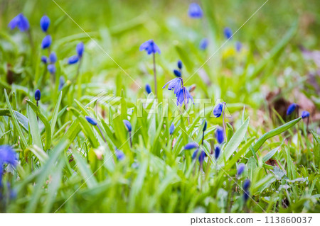 Small blue spring flowers. Macro photo with selective soft focus 113860037