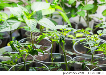 Green tomato seedlings are under bright light, macro photo 113860040
