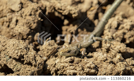 small gray lizard crawling on the sand, macro photo 113860216