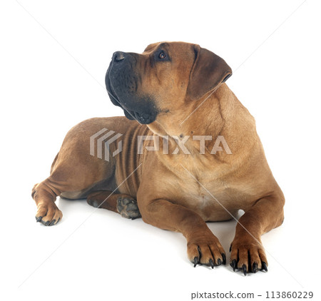 African boerboel in studio African boerboel in studio 113860229