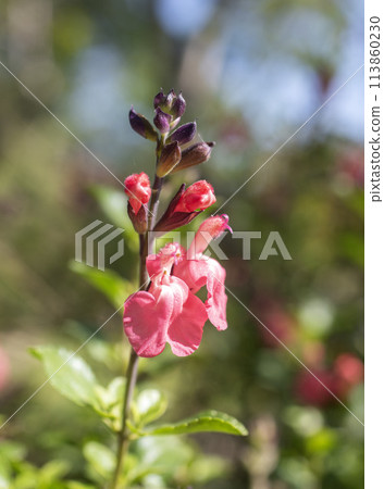 Salvia microphylla in garden 113860230