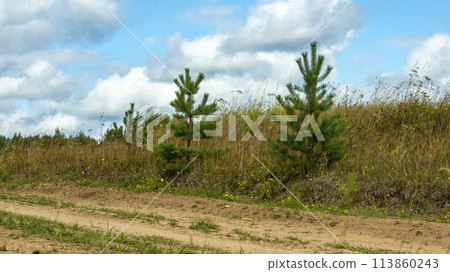 two small pine trees grow along the dirt road two small pine trees grow along the dirt road 113860243