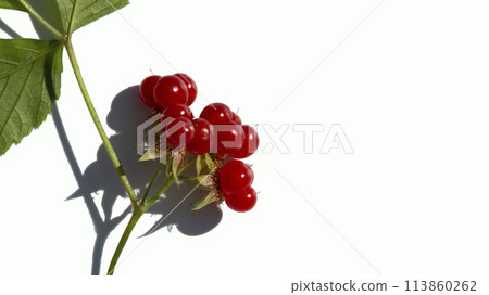 fruits of a red forest berry on a white background, backgrounds, textures, mockup 113860262