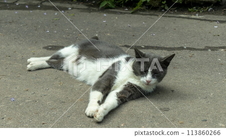 basking in the sun on and sleeping gray domestic cat 113860266