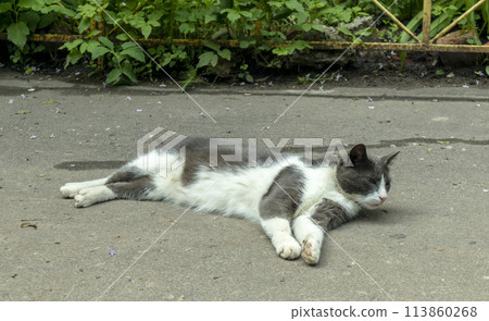 basking in the sun on and sleeping gray domestic cat 113860268