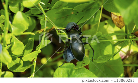 black beetle eating blueberries on a bush, macro photo 113860285