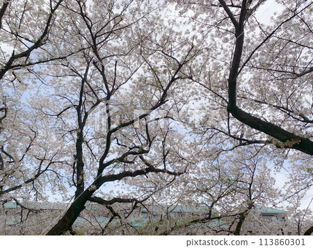 從櫻花樹下眺望的景色 113860301