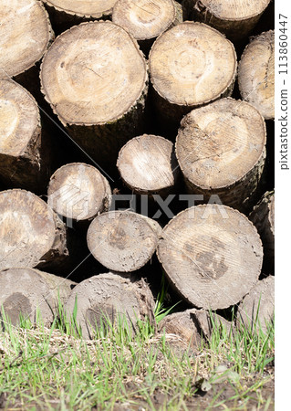 Pile of wood logs, closeup of clean cut of chopped firewood logs. Natural wooden background 113860447