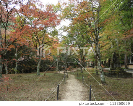 秋葉的寺廟景觀，佛通寺，十一月 113860639