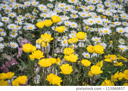Chrysanthemum Upright 113860657