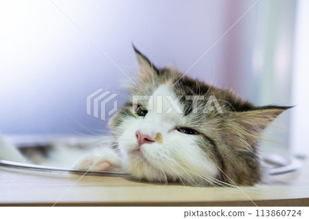 Close up of cute fluffy sleepy white cat in clear bowl on cat tree. Mixed breed cat between Maine Coon and Scottish Fold. 113860724