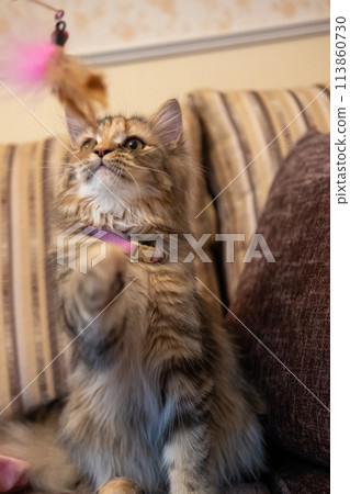 Close up of cute fluffy brown cat playing with cat teaser. Mixed breed cat between Maine Coon and Scottish Fold. 113860730
