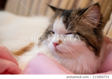 Close up of cute fluffy sleepy white cat. Mixed breed cat between Maine Coon and Scottish Fold. Close up of cute fluffy sleepy white cat. Mixed breed cat between Maine Coon and Scottish Fold. 113860731