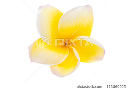 plumeria flowers isolated plumeria flowers isolated 113860925