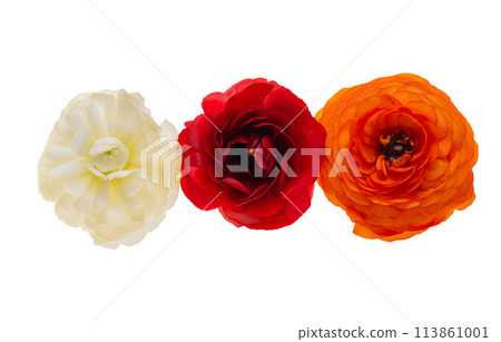 Ranunculus flowers isolated Ranunculus flowers isolated 113861001