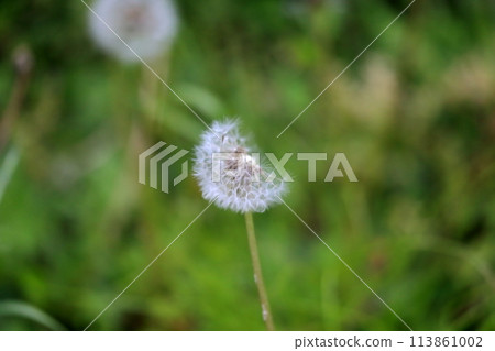 Dandelion Dandelion 113861002