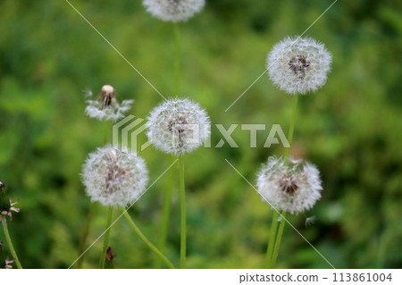 蒲公英 蒲公英 113861004