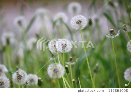 蒲公英 113861008
