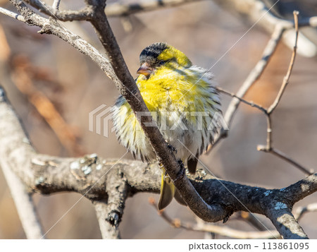 Eurasian siskin male, latin name spinus spinus, sitting on branch of tree. Cute little yellow songbird. Eurasian siskin male, latin name spinus spinus, sitting on branch of tree. Cute little yellow songbird. 113861095