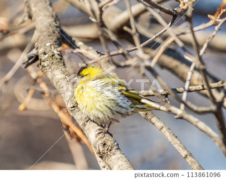 Eurasian siskin male, latin name spinus spinus, sitting on branch of tree. Cute little yellow songbird. Eurasian siskin male, latin name spinus spinus, sitting on branch of tree. Cute little yellow songbird. 113861096