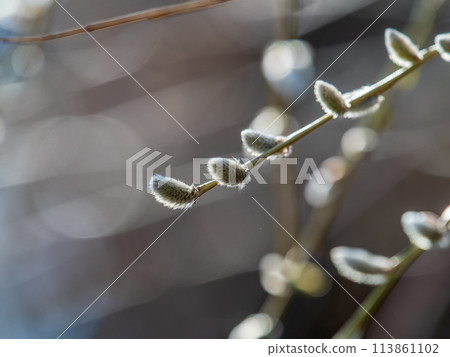 Nature awakes in spring. Blooming willow twigs and furry willow-catkins, so called seals or cats. Holly willow, Salix caprea, is a national symbol of Ukraine. 113861102