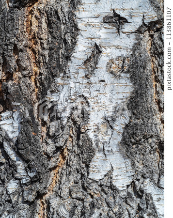 The texture of the birch bark. The texture of the birch bark. 113861107