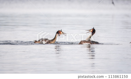 Two male grebes fighting in water. The great crested grebe, Podiceps cristatus 113861150
