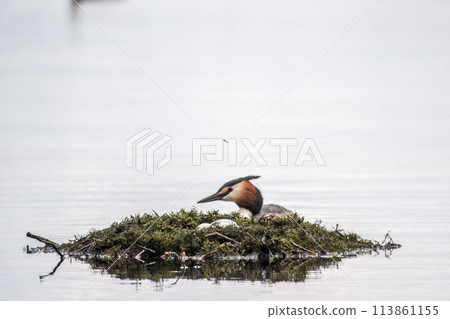 The waterfowl bird Great Crested Grebe swimming in the lake near its nest with eggs The waterfowl bird Great Crested Grebe swimming in the lake near its nest with eggs 113861155
