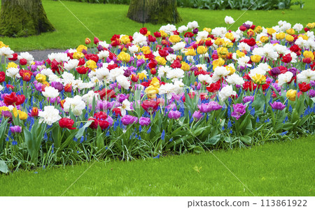 Keukenhof park of flowers and tulips in the Netherlands. Beautiful outdoor scenery at Holland Keukenhof park of flowers and tulips in the Netherlands. Beautiful outdoor scenery at Holland 113861922