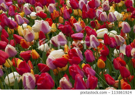 Keukenhof park of flowers and tulips in the Netherlands. Beautiful outdoor scenery at Holland 113861924