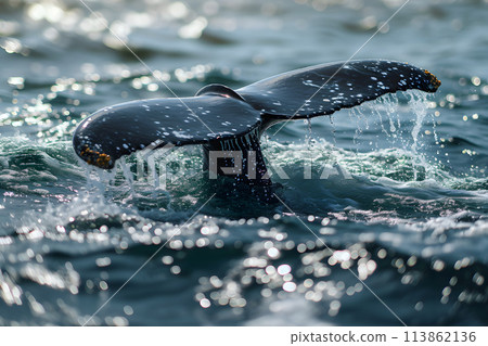 tail of a diving whale in the ocean 113862136