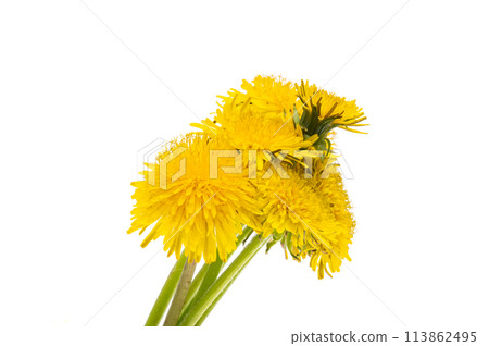 Dandelion flowers isolated Dandelion flowers isolated 113862495