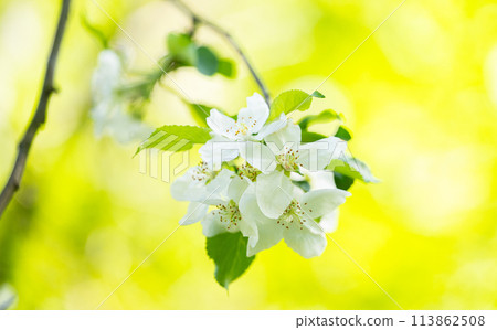 apple tree flowers apple tree flowers 113862508