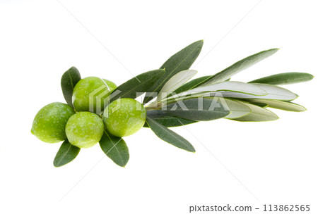 sprig with green olives isolated sprig with green olives isolated 113862565